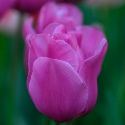 Tulipa 'Purple Raven'