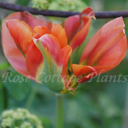 Tulipa 'Orange Marmalade'
