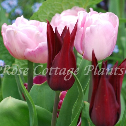 Tulipa 'Mariage'