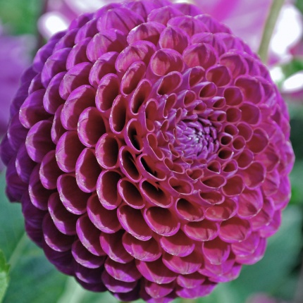 Dahlia 'Downham Royal'