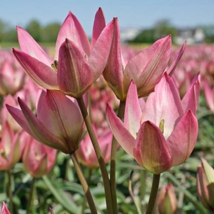 Tulipa 'Danique'