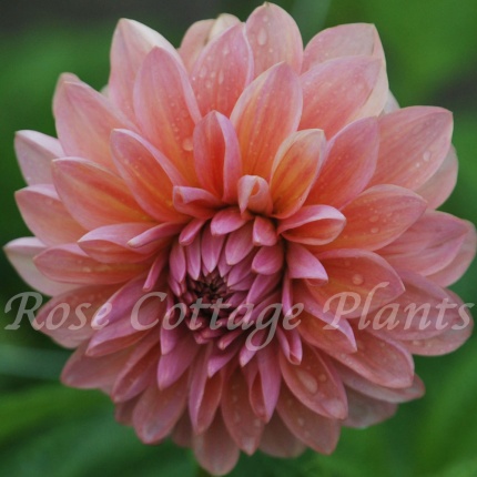 Dahlia Sturm Sweet Maria'