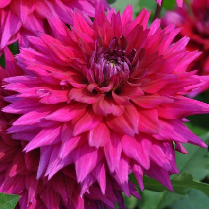Dahlia 'Fuchsia Charm'