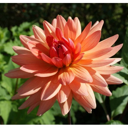 Dahlia 'Schneckenstein'