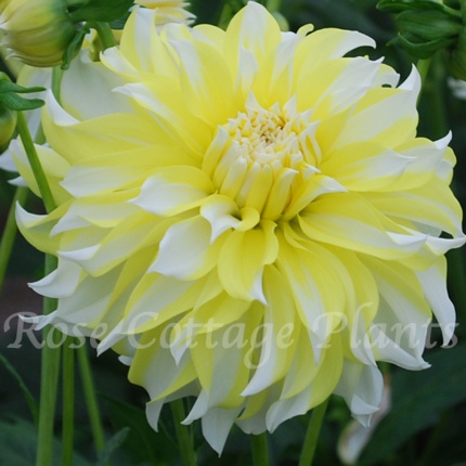 Dahlia 'Calgary Flames'
