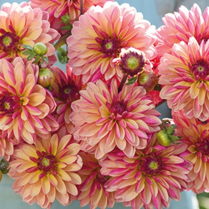 Dahlia 'Madame Antoinette'