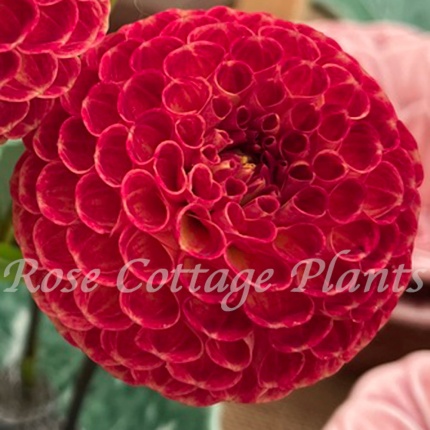 Dahlia 'Ryecroft Blackberry'