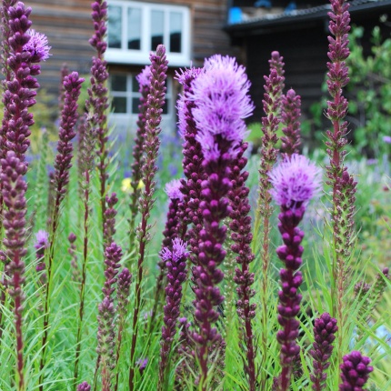 Liatris spicata