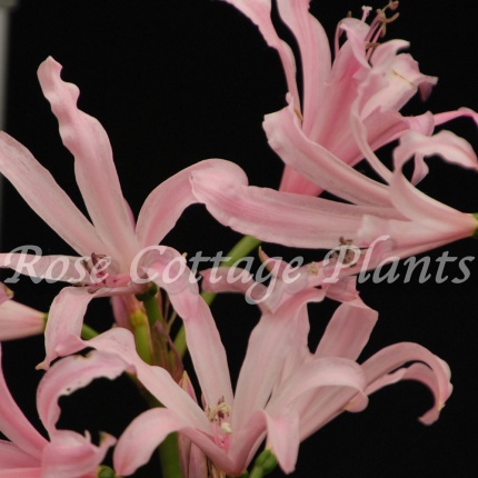 Amarine belladiva 'Aphrodite'