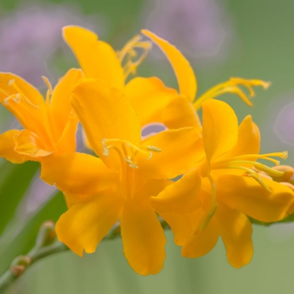 Crocosmia 'Paul's Best Yellow'