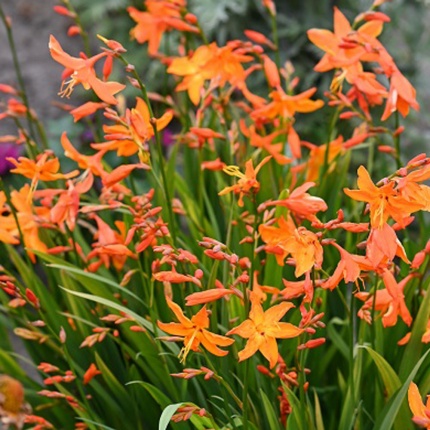 Crocosmia 'Star of the East'