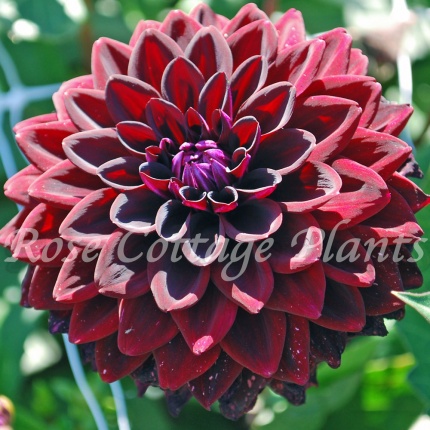 Dahlia 'Jowey Midnight'