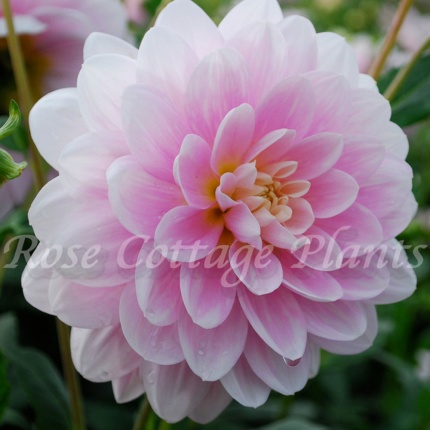 Dahlia 'Brackenbridge Ballerina'