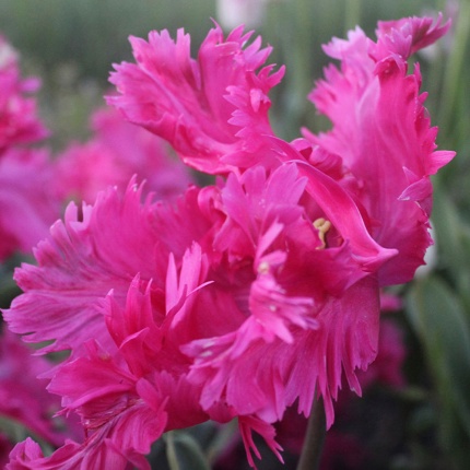 Tulipa 'Power Parrot'