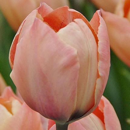 Tulipa 'Salmon van Eijk'®