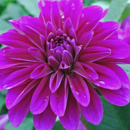 Dahlia 'Le Baron'