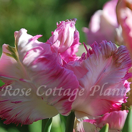 Tulipa 'Pink Vision'