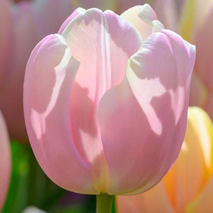 Tulipa Mango Charm®