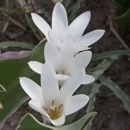 Tulipa clusiana Sylvia