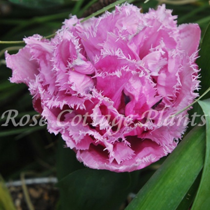 Tulipa 'Cairns'