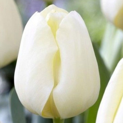Tulipa buffalo®
