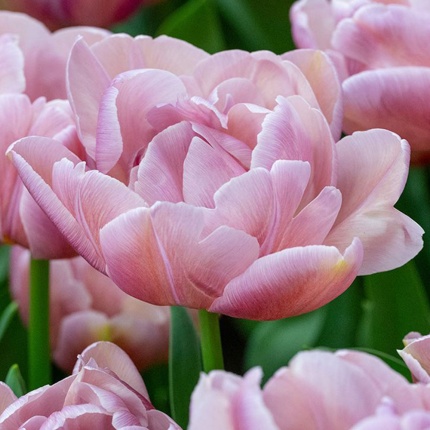 Tulipa Beachberry®