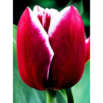 Tulipa armani®