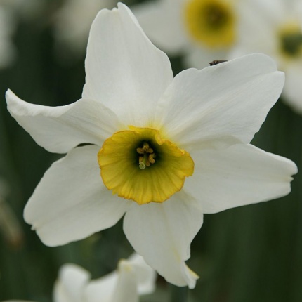 Narcissus 'Sinopel'