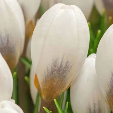 Crocus 'Polar Bear'