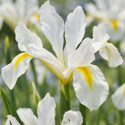 Iris reticulata 'Louise'
