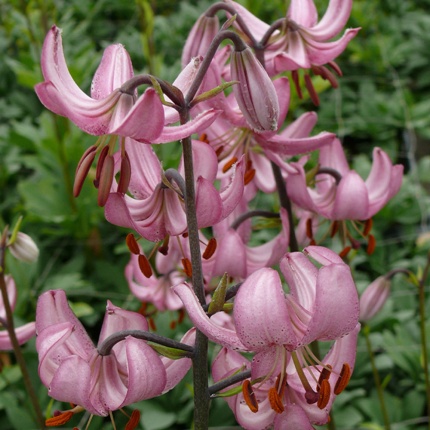 Lilium Martagon 'Candy Morning'