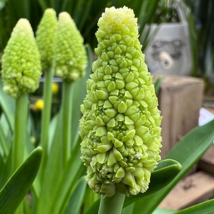 Muscari 'Lady Madonna'