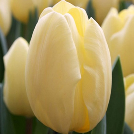 Tulipa 'Crème Fraîche'