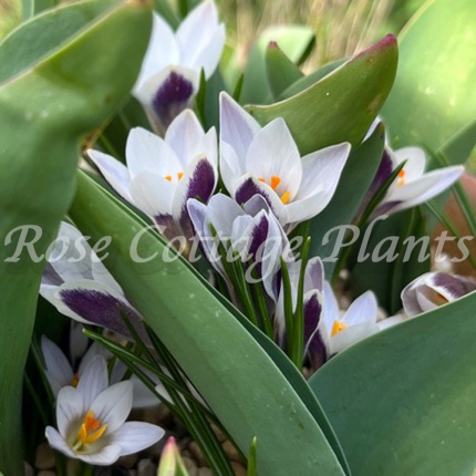 Crocus chrysanthus 'Gipsy Girl'