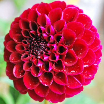 Dahlia 'Natal'