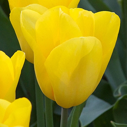 Tulipa 'Strong Gold'