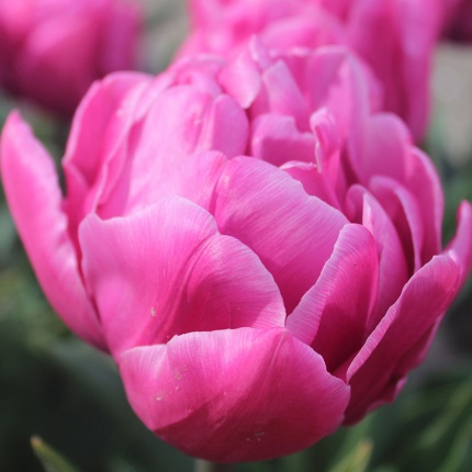 Tulipa 'Double You'