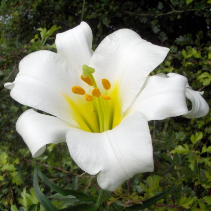 Lilium regale album