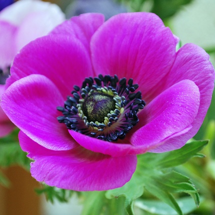 Anemone coronaria 'Sylphide'