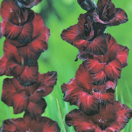 Gladiolus grandiflora 'Black Star'