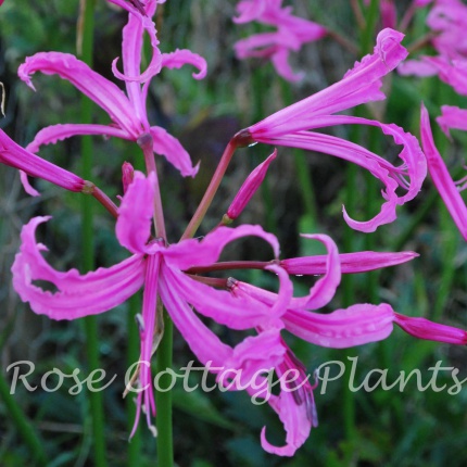 Nerine bowdenii