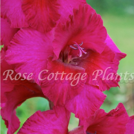 Gladiolus grandiflora 'Plum Tart'