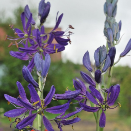 Camassia esculenta