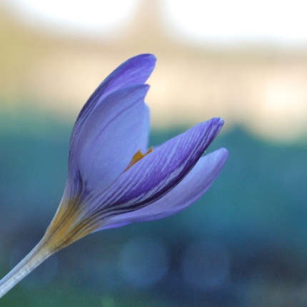 Crocus laevigatus 'Fontenayi' AGM