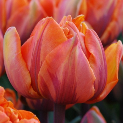 Tulipa 'Orange Princess' AGM