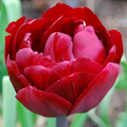 Tulipa 'Uncle Tom'