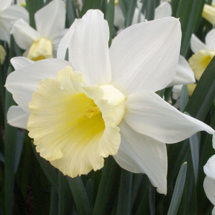 Narcissus 'February Silver'