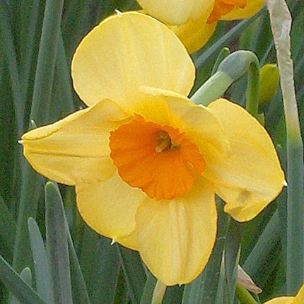 Narcissus 'Kedron'