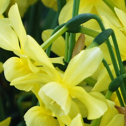 Narcissus 'Hawera' AGM