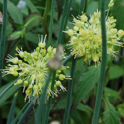 Allium obliquum